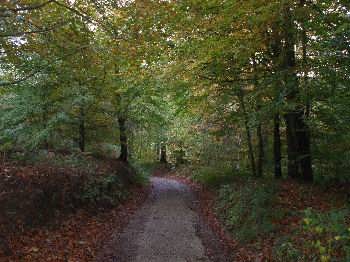 Sneaton Forest