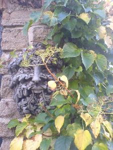 sinister face in ivy