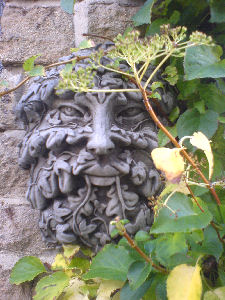 sinister face in ivy